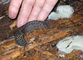 P. gelatinosum – A giant Leopard Slug was found under the bark of an Eastern Hemlock tree when we were photographing the Jelly Tooth Fungus.